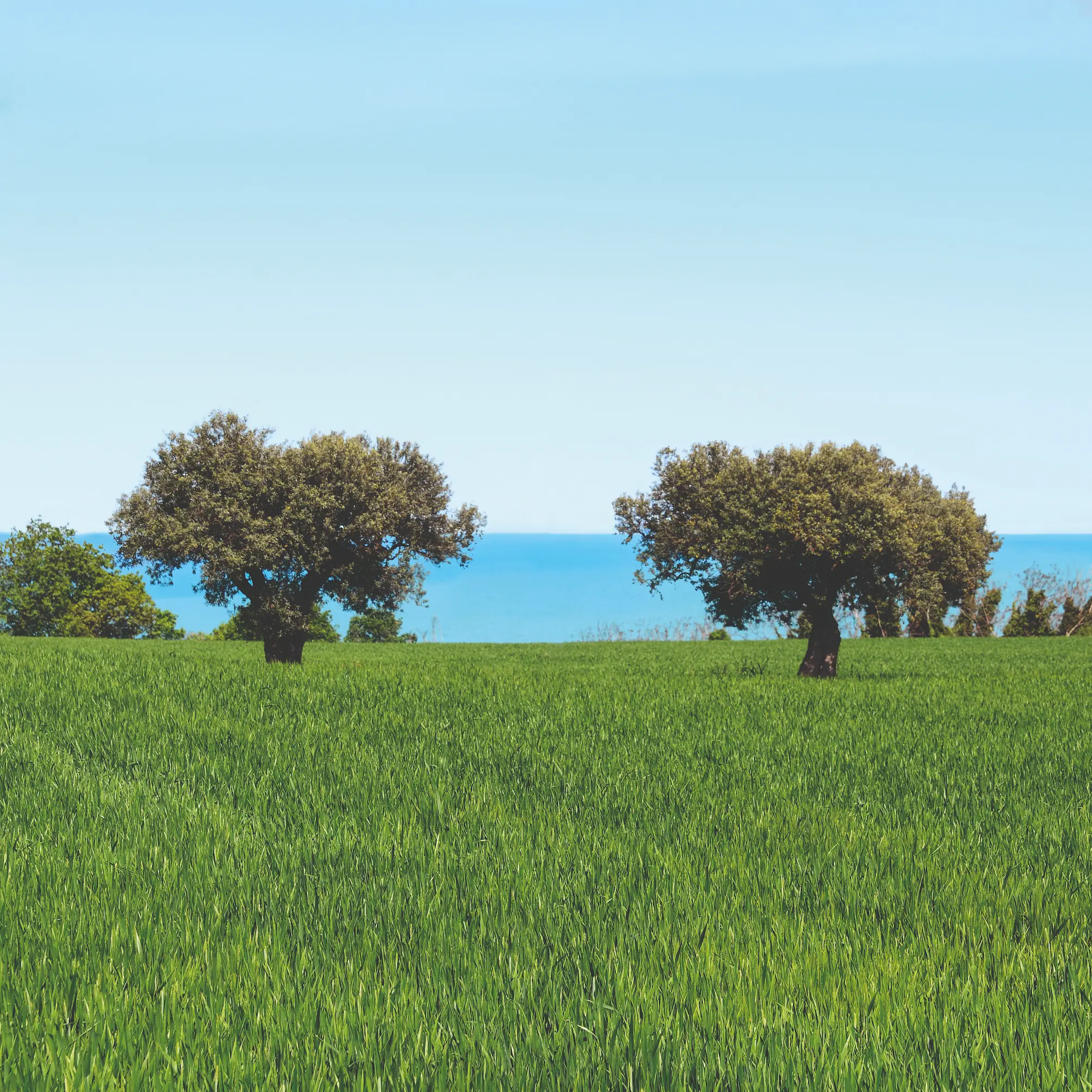 foto di ulivi secolari affacciati sul mare di la tenuta dei trabocchi