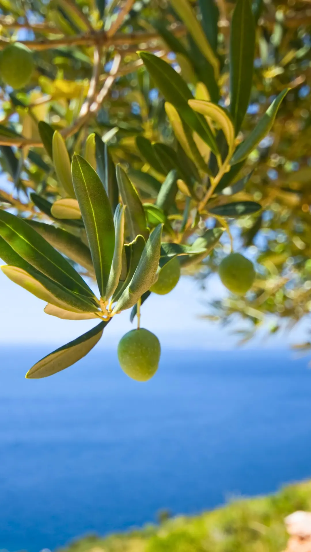 foto di dettaglio di una pianta di ulivi con olive affacciata sul mare di sfondo di la tenuta dei trabocchi