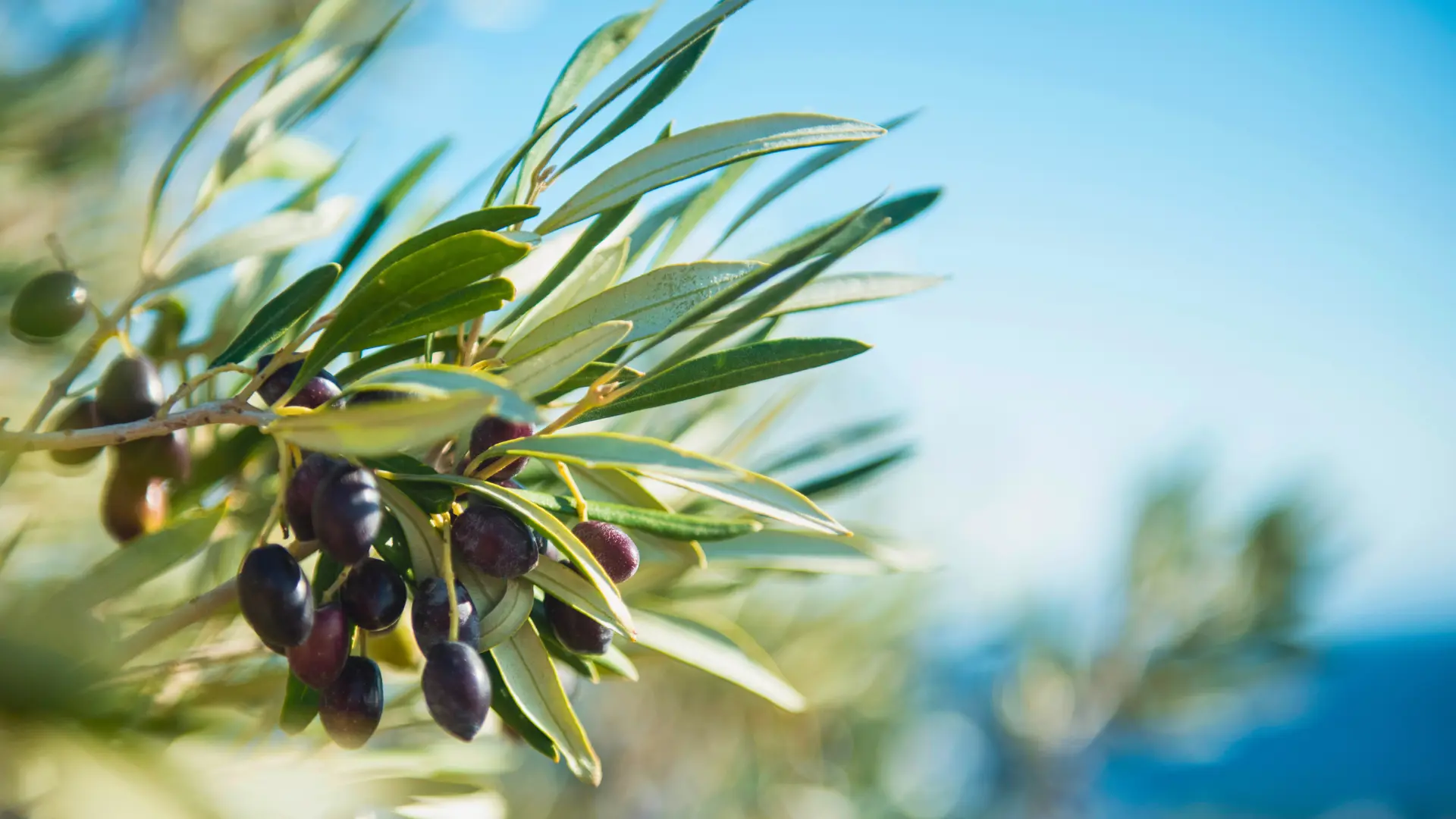 foto di una pianta di ulivo varietà leccio con i suoi frutti con mare sullo sfondo sfuocato di la tenuta dei trabocchi